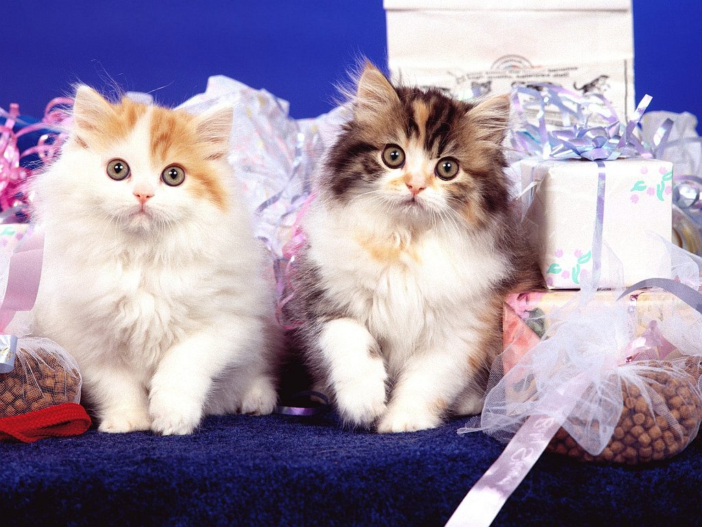 Small Packages, Straight-Eared Scottish Folds